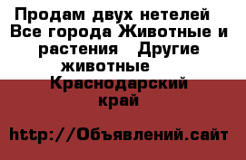 Продам двух нетелей - Все города Животные и растения » Другие животные   . Краснодарский край